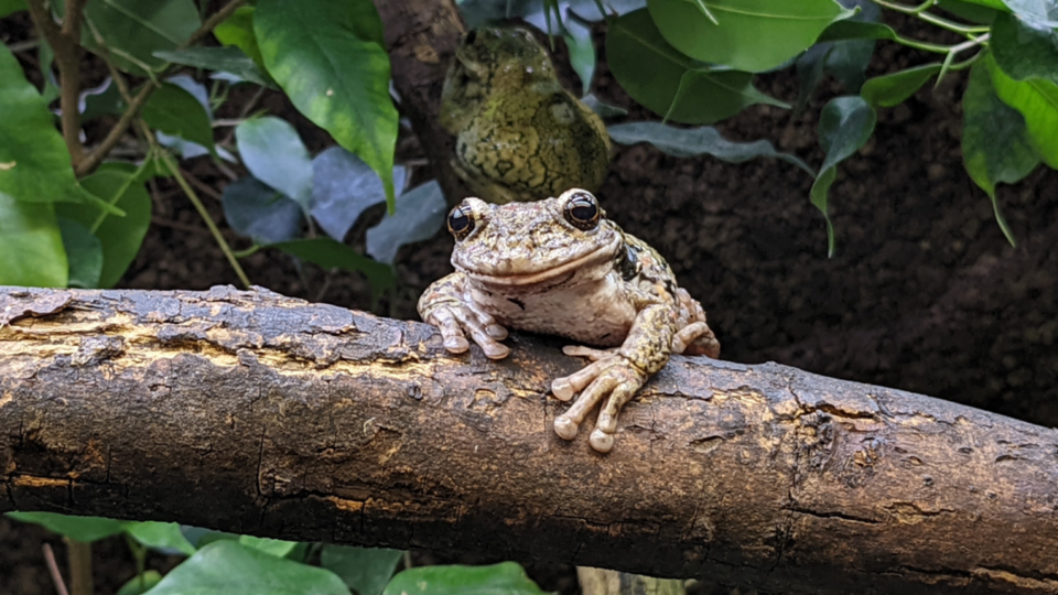 Frog sitting in a tree